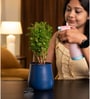 Aralia Green With Aura Pot- Blue