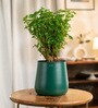 Aralia Green With Aura Pot- Green