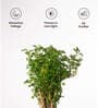 Aralia Green With Aura Pot- Green