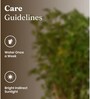 Aralia Green With Aura Pot- Green