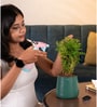 Aralia Green With Aura Pot- Green