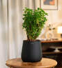 Aralia Green With Aura Pot- Jet-Black