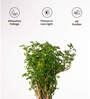 Aralia Green With Aura Pot- Jet-Black