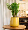 Aralia Green With Aura Pot- Yellow