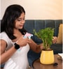 Aralia Green With Aura Pot- Yellow