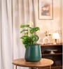 Broken Heart With Aura Pot- Green