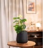 Broken Heart With Aura Pot- Jet-Black