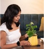 Broken Heart With Aura Pot- Yellow