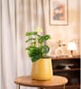 Broken Heart With Aura Pot- Yellow