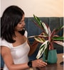 Calathea Triostar With Aura Pot- Green