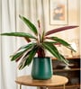 Calathea Triostar With Aura Pot- Green