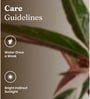 Calathea Triostar With Aura Pot- Green