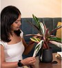 Calathea Triostar With Aura Pot- Jet-Black
