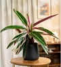 Calathea Triostar With Aura Pot- Jet-Black