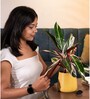 Calathea Triostar With Aura Pot- Yellow