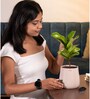 Fiddle Fig With Aura Pot- Cream