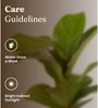 Fiddle Fig With Aura Pot- Cream