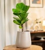 Fiddle Fig With Aura Pot- Cream