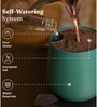 Fiddle Fig With Aura Pot- Green
