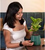 Fiddle Fig With Aura Pot- Green