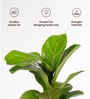 Fiddle Fig With Aura Pot- Jet-Black