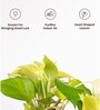 Golden Money Plant With Aura Pot- Cream