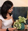 N'Joy Money Plant With Aura Pot- Green