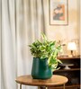 N'Joy Money Plant With Aura Pot- Green