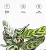 Peacock Plant With Aura Pot- Cream