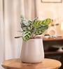 Peacock Plant With Aura Pot- Cream