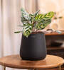 Peacock Plant With Aura Pot- Jet-Black