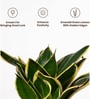 Sansevieria Golden Hahni With Aura Pot- Blue