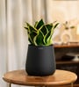 Sansevieria Golden Hahni With Aura Pot- Jet-Black