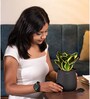 Sansevieria Golden Hahni With Aura Pot- Jet-Black