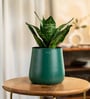 Sansevieria Green Snake With Aura Pot- Green