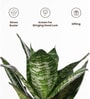 Sansevieria Green Snake With Aura Pot- Jet-Black