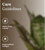 Sansevieria Green Snake With Aura Pot- Jet-Black