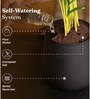 Sansevieria Green Snake With Aura Pot- Jet-Black