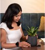 Sansevieria Green Snake With Aura Pot- Jet-Black