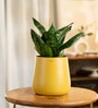 Sansevieria Green Snake With Aura Pot- Yellow