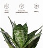 Sansevieria Green Snake With Aura Pot- Yellow