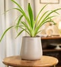 Spider With Aura Pot- Cream