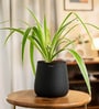 Spider With Aura Pot- Jet-Black