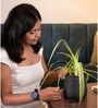 Spider With Aura Pot- Jet-Black