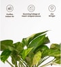 Verigated Money Plant With Aura Pot- Cream