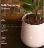 Verigated Money Plant With Aura Pot- Cream