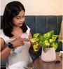 Verigated Money Plant With Aura Pot- Cream