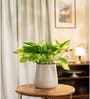 Verigated Money Plant With Aura Pot- Cream