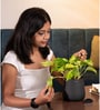 Verigated Money Plant With Aura Pot- Jet-Black