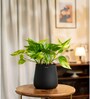 Verigated Money Plant With Aura Pot- Jet-Black